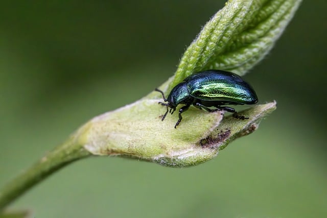 insect control services