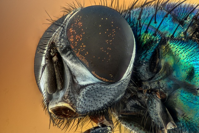 insect control services