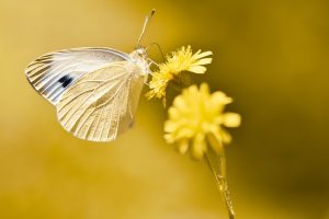 Expert Commercial Insect Control: Managing Pests Effectively