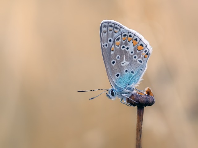 insect control services