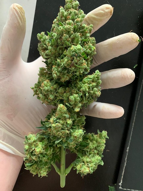 KO Blend THC Disposable