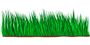 Enhance Lawn Care and Landscaping with Expert Tree Trimming and Pruning