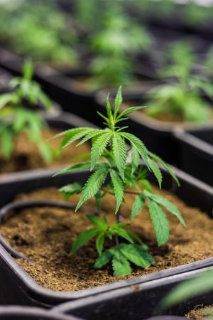 Organic & Non-GMO CBD: Navigating Mint Tinctures & Environmental Impact