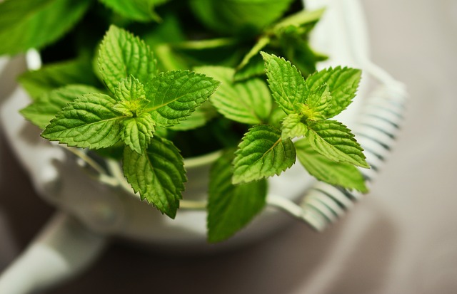 Mint Flavored CBD Tincture