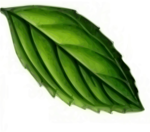 Mint Flavored CBD Tinctures: Full Spectrum vs Isolate Comparison