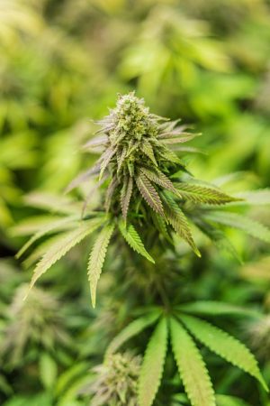 mint-flavored-cbd-tincture-640x480-9392178.jpeg
