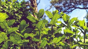 Unleash Relaxation: Exploring Mint Flavored CBD Tincture Benefits and Usage