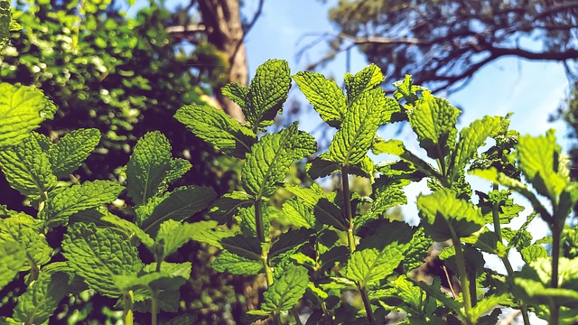 Mint Flavored CBD Tincture