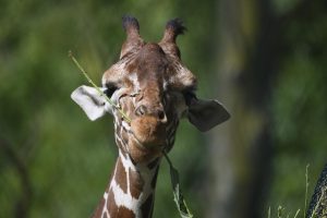 Morpheus8 Neck Tightening: A Non-Invasive Jawline Definition Revolution