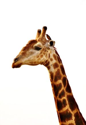 Morpheus8: Revolutionize Neck Aging for Youthful Skin
