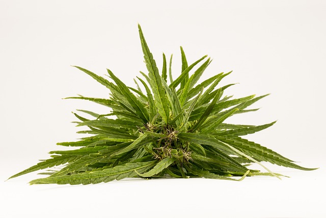 Morpheus8 Treatment Duration