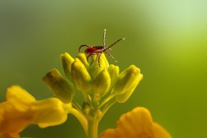 mosquito-and-tick-control-640x480-10458521.jpeg