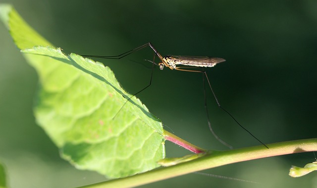 mosquito and tick control
