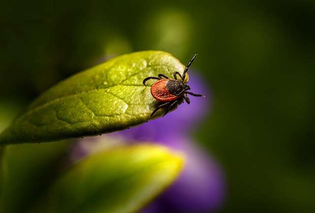 mosquito and tick control