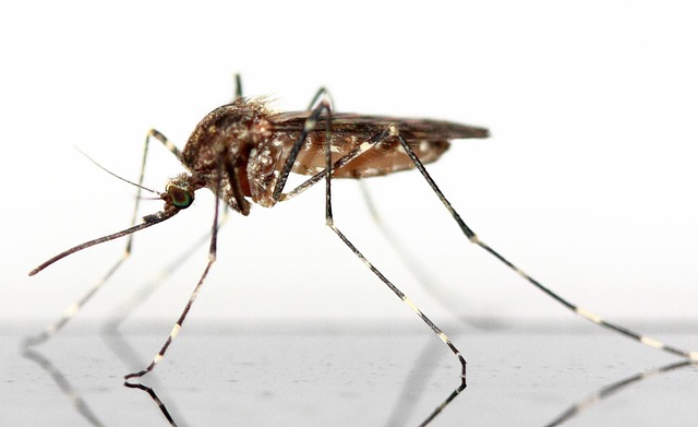 mosquito and tick control