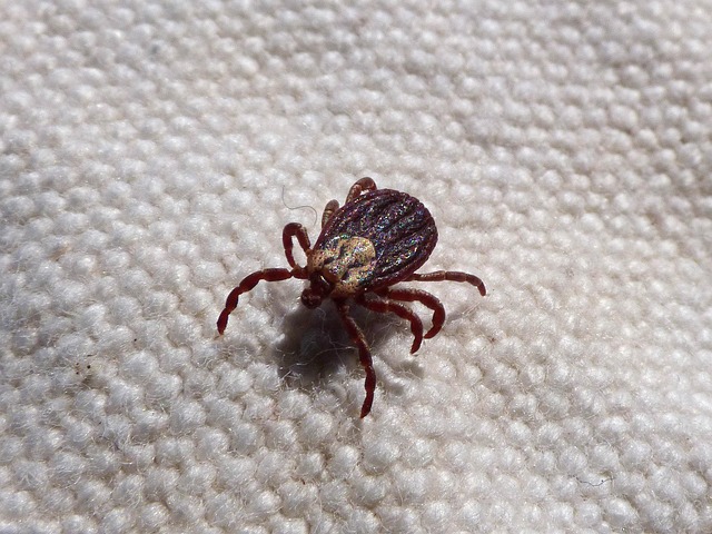 mosquito and tick control