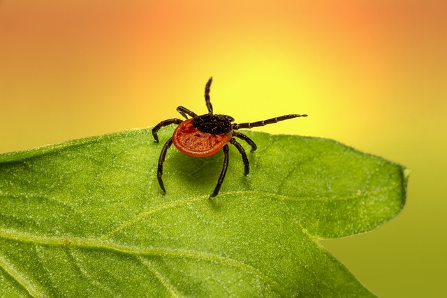 mosquito and tick control