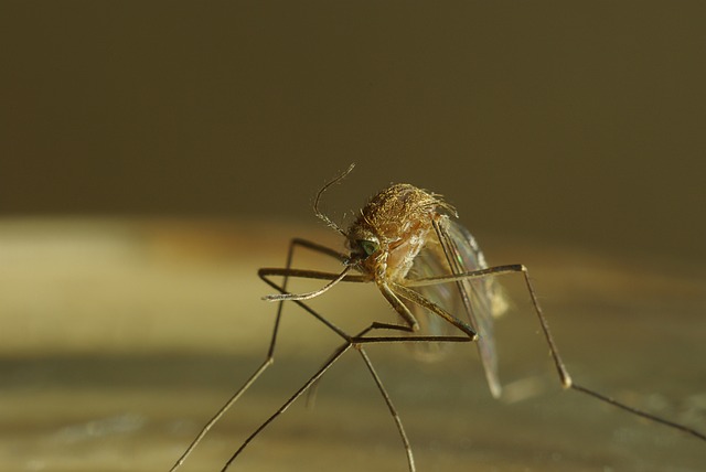 mosquito and tick control