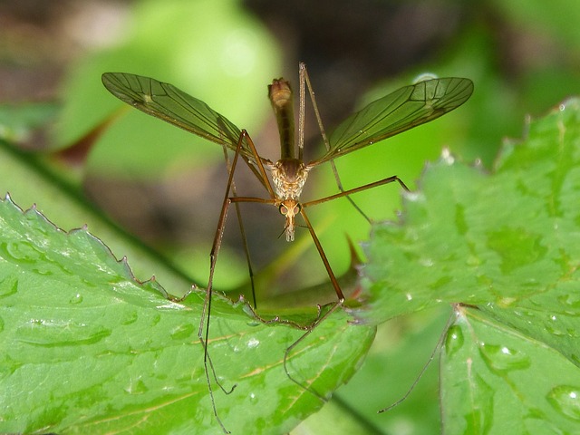 mosquito and tick control
