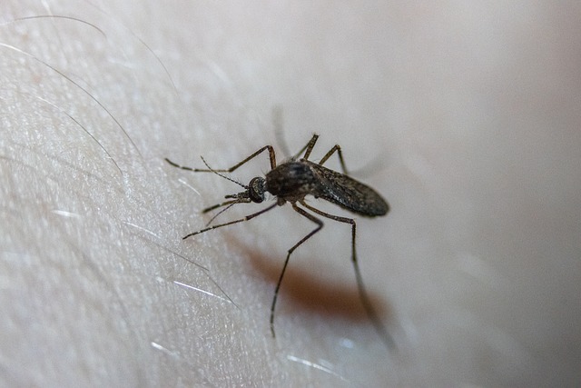 mosquito and tick control