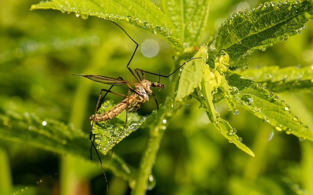 mosquito and tick control