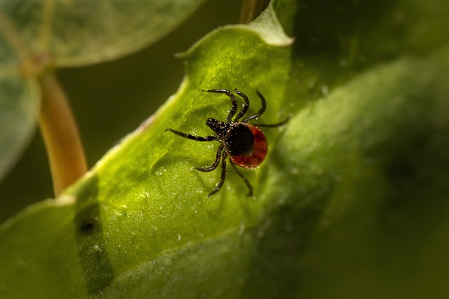 mosquito and tick control