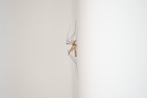 Revolutionize Mosquito and Tick Control: Modern Fogging Services and Long-term Solutions