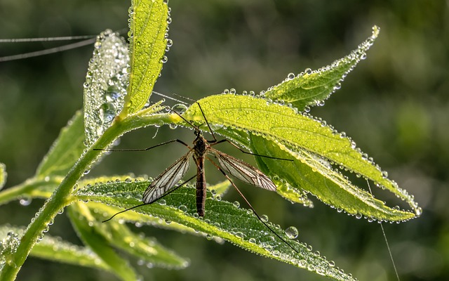 mosquito and tick control