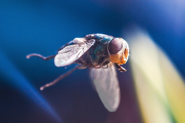 mosquito and tick control