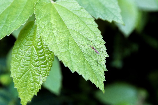 mosquito and tick control