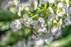 mosquito-and-tick-control-640x480-8876501.jpeg