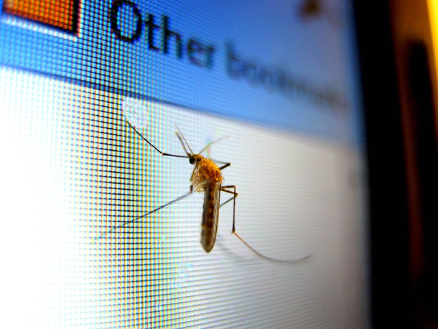 Mosquito Control