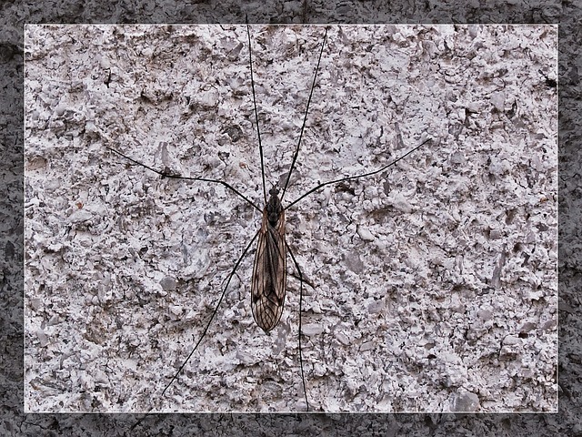 Mosquito Control