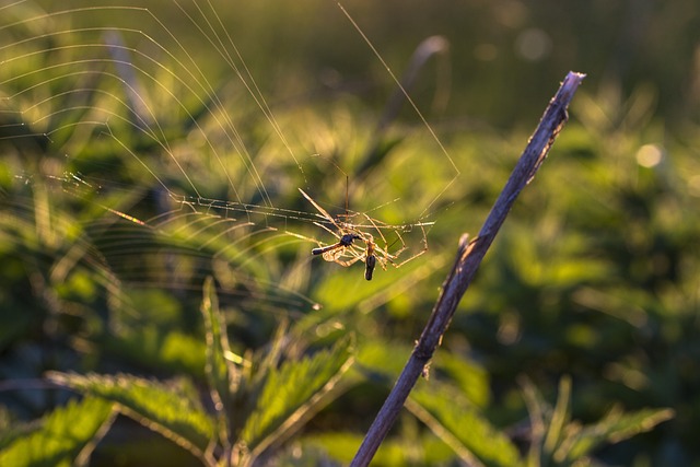 Mosquito Control