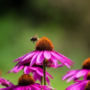 Mastering Mosquito Control: Expert Fogging Services and Future Trends