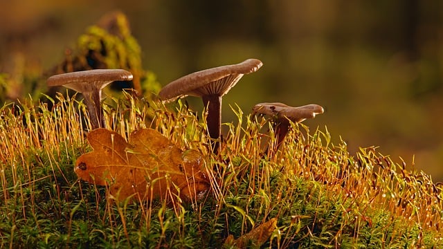 Mushroom Gummies for Focus
