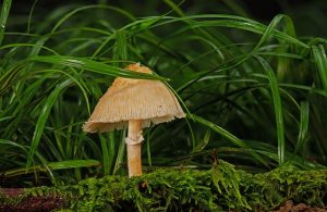 mushroom-gummies-for-focus-640x480-19330698.jpeg