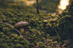 Mushroom Gummies Boost Focus: Unlocking Mental Clarity with CBD Combos