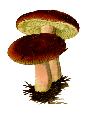 mushroom-gummies-for-focus-640x480-3716101.png