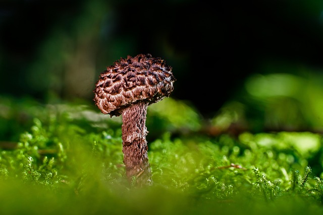 Mushroom Gummies for Focus