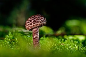 Mushroom Gummies: Tasteful Brain Boosting for Enhanced Focus & Well-being