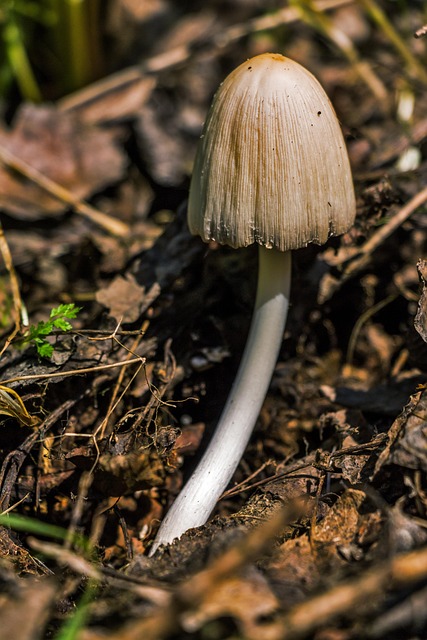 Mushroom Gummies for Focus