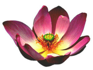 non-surgical-spa-640x480-45707873.png