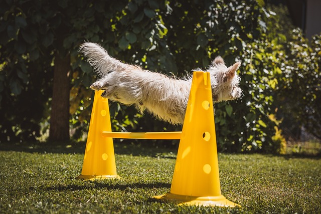 On-Page Optimization Training