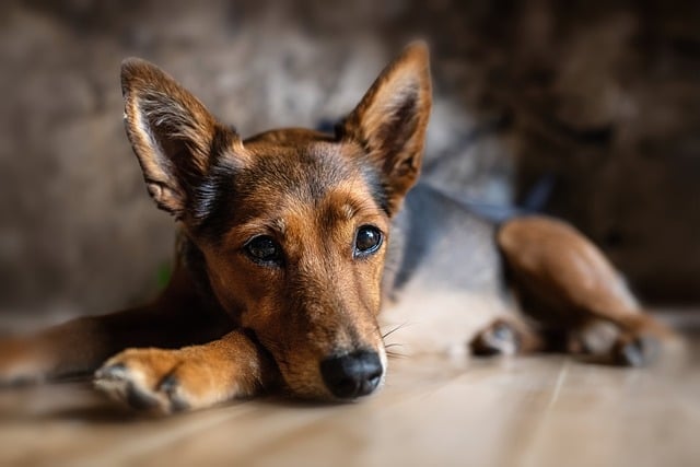 online pet marketplace
