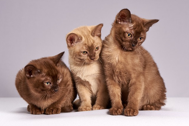 online pet marketplace