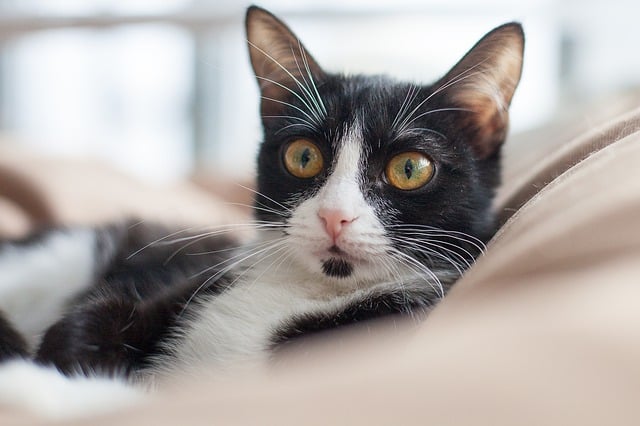 online pet marketplace