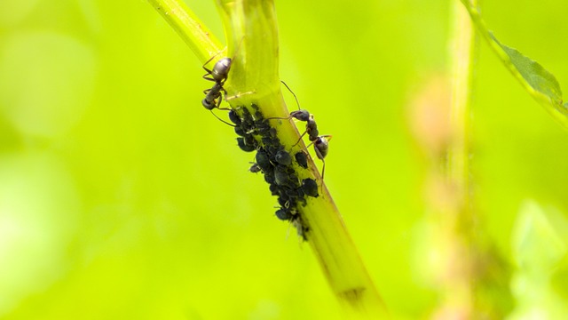 pest control for ants