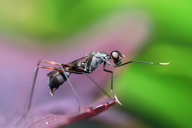 pest control for ants