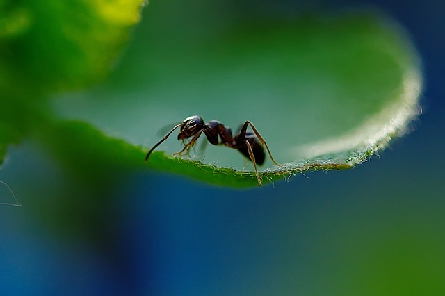 pest control for ants